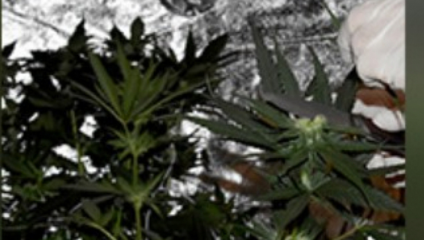 marihuana
