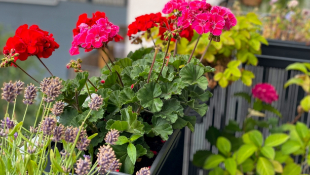 Geranium plant