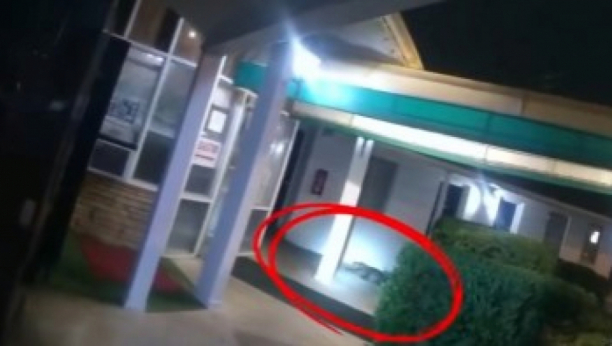 aligator